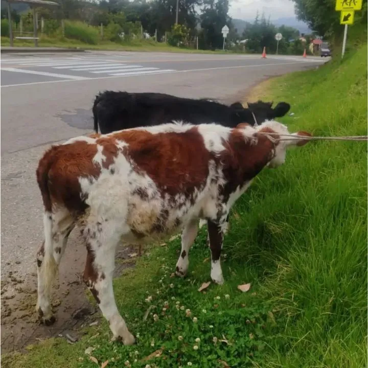 Terneros en un carro en Boyacá