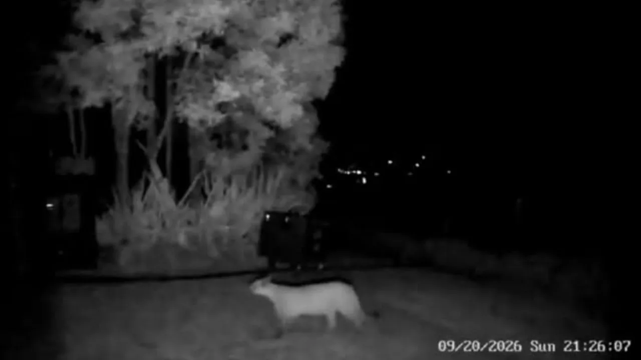 Puma La Calera