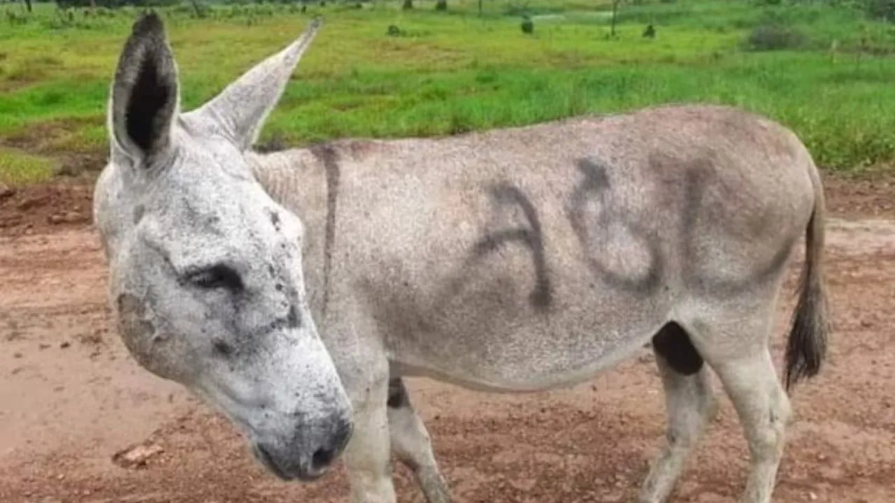 Animal con marca de un grupo insurgente en su barriga