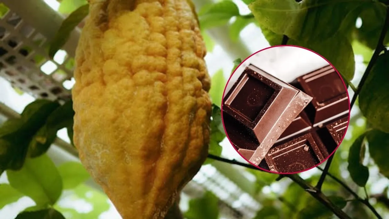 Estudio revela posibles cambios en el sabor del chocolate colombiano Imagen principal