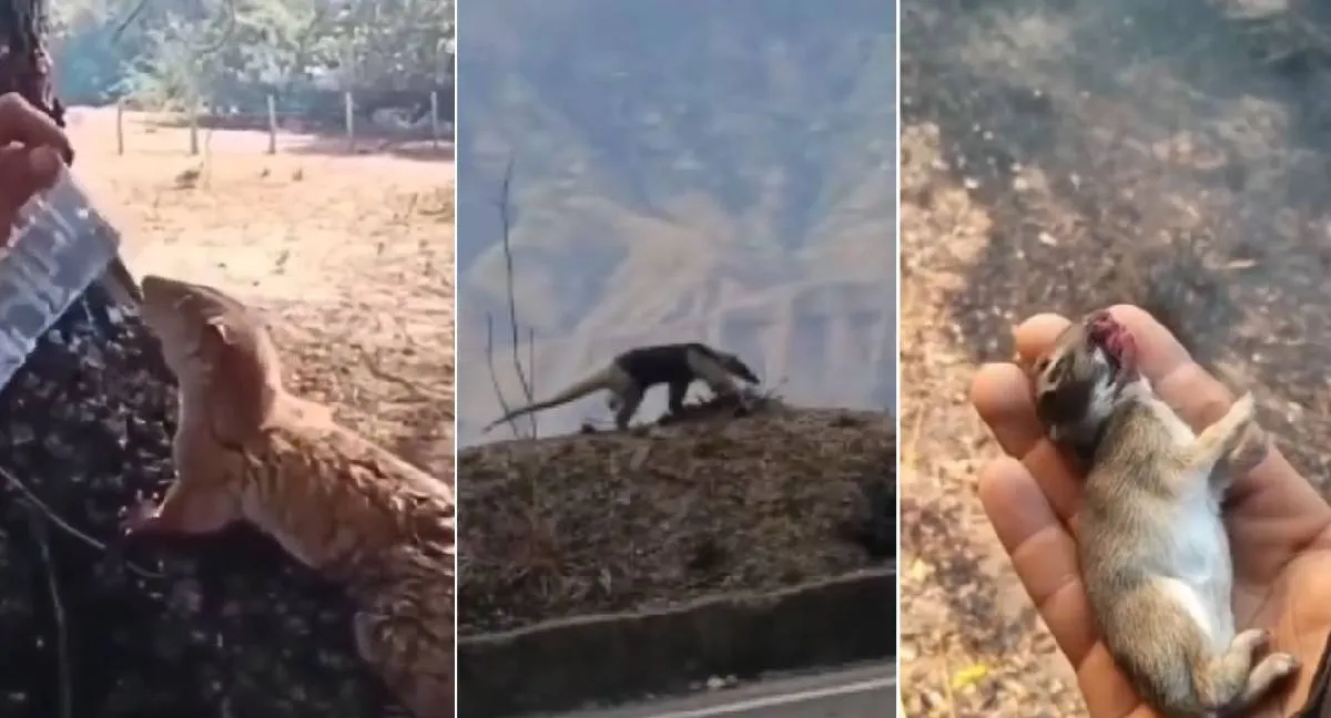 Animales incendios forestales. El drama de los animales tras los incendios forestales: viven entre el fuego, la sed y el abandono