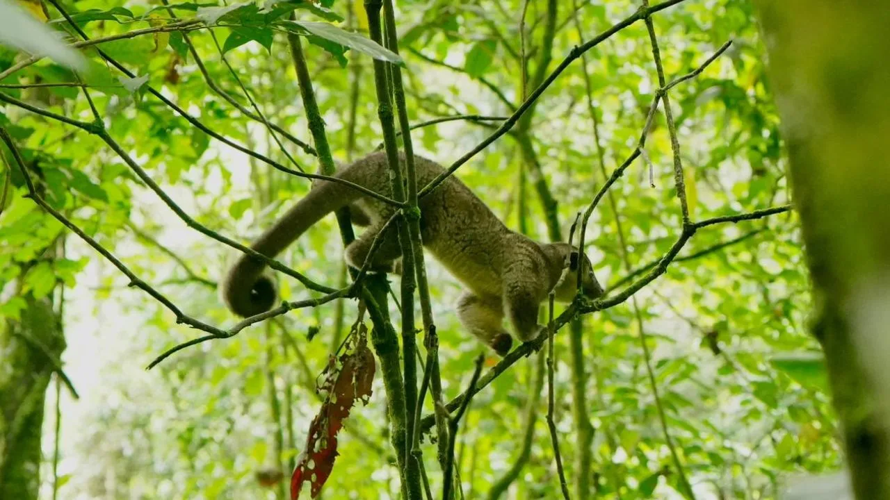 Animales liberados Golpe al tráfico ilegal: así regresaron a la vida silvestre 46 animales en Cundinamarca