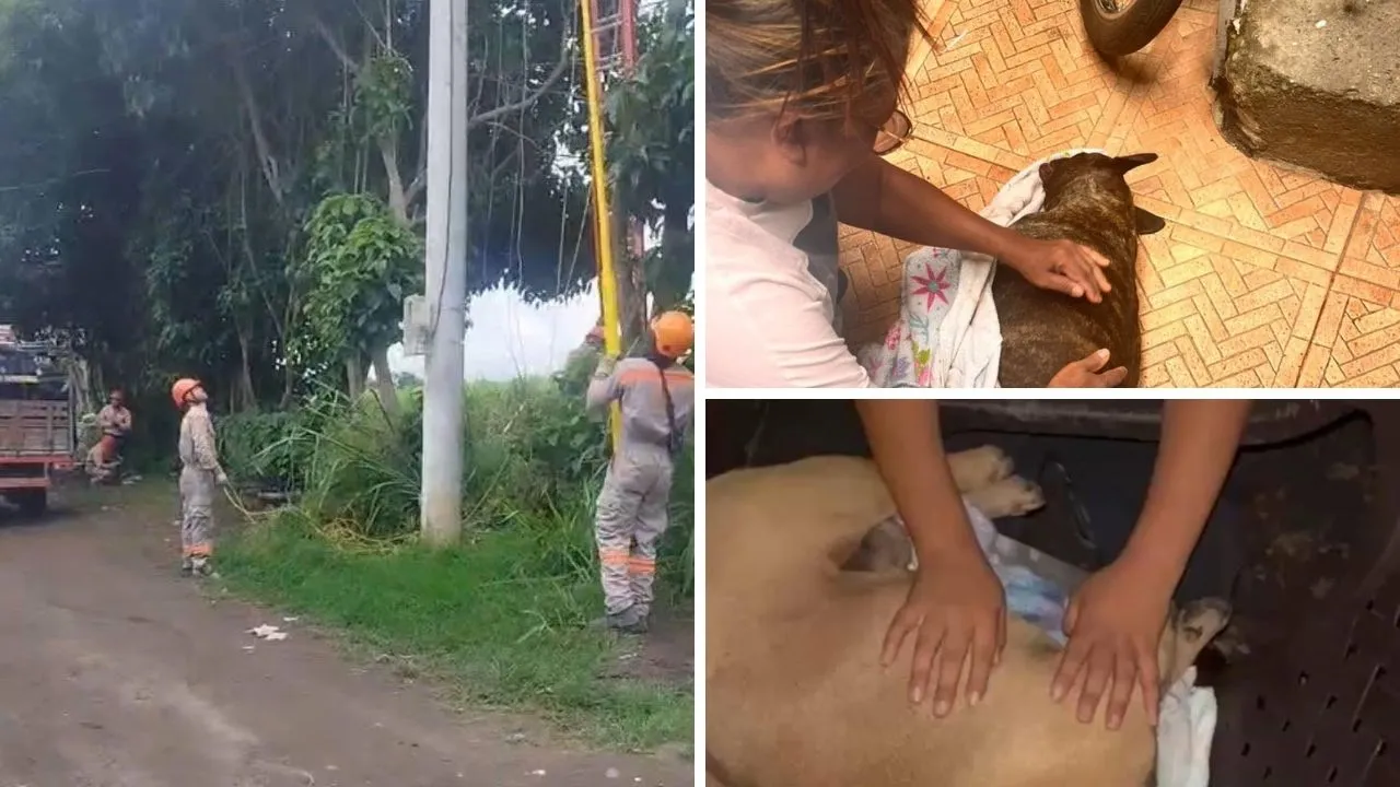 Ataque de abejas dejó a siete perros muertos Ataque de abejas deja siete perros muertos durante mantenimiento de la red eléctrica en Palmira