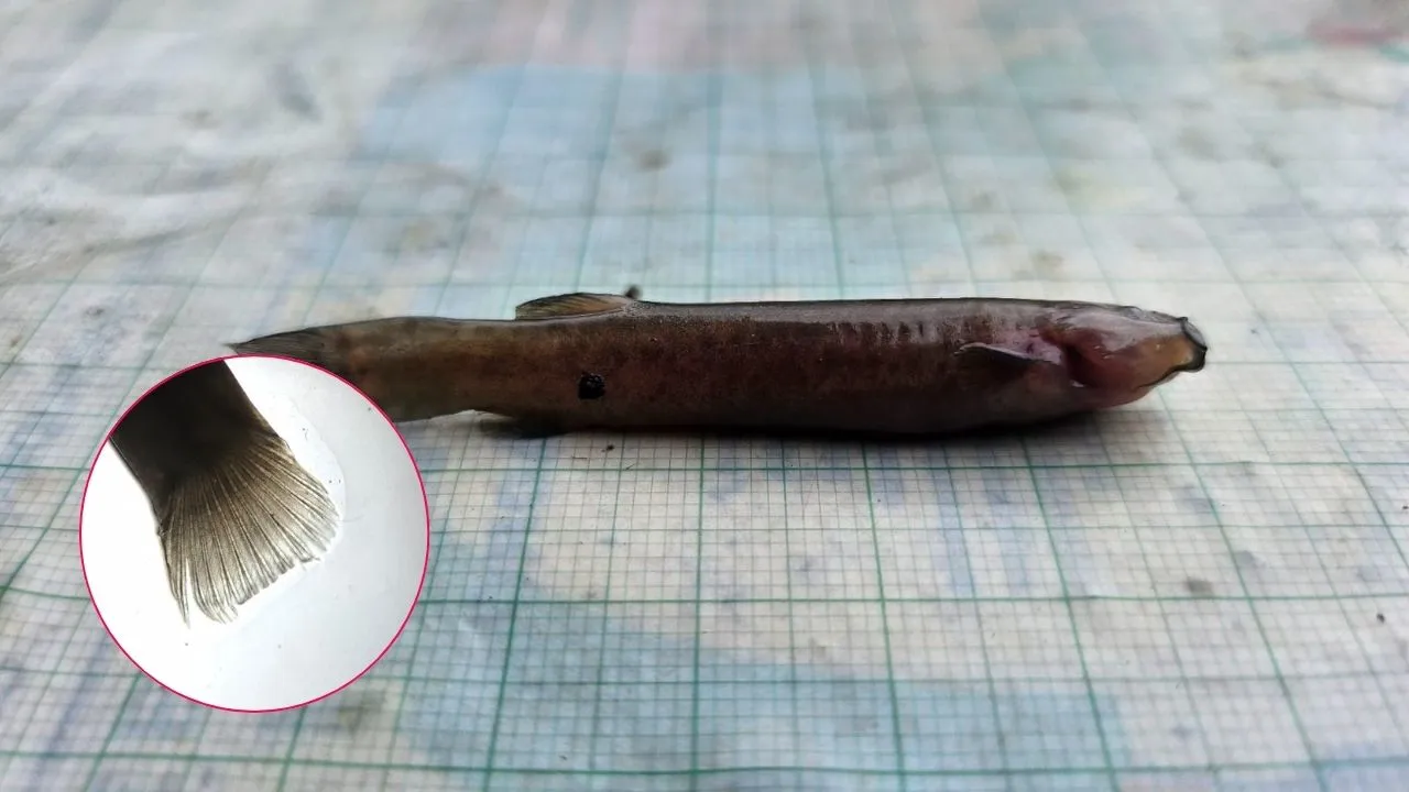 Capitán de la Sabana, el pez que está recuperando su espacio en los humedales de Bogotá Capitán de la Sabana, el pez que está recuperando su espacio en los humedales de Bogotá