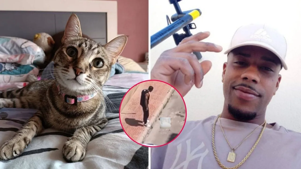Colombiano será deportado de España por matar a la gata de su pareja Espantoso caso de maltrato: colombiano mató a Nala, gata de su pareja, y lo condenan a deportación
