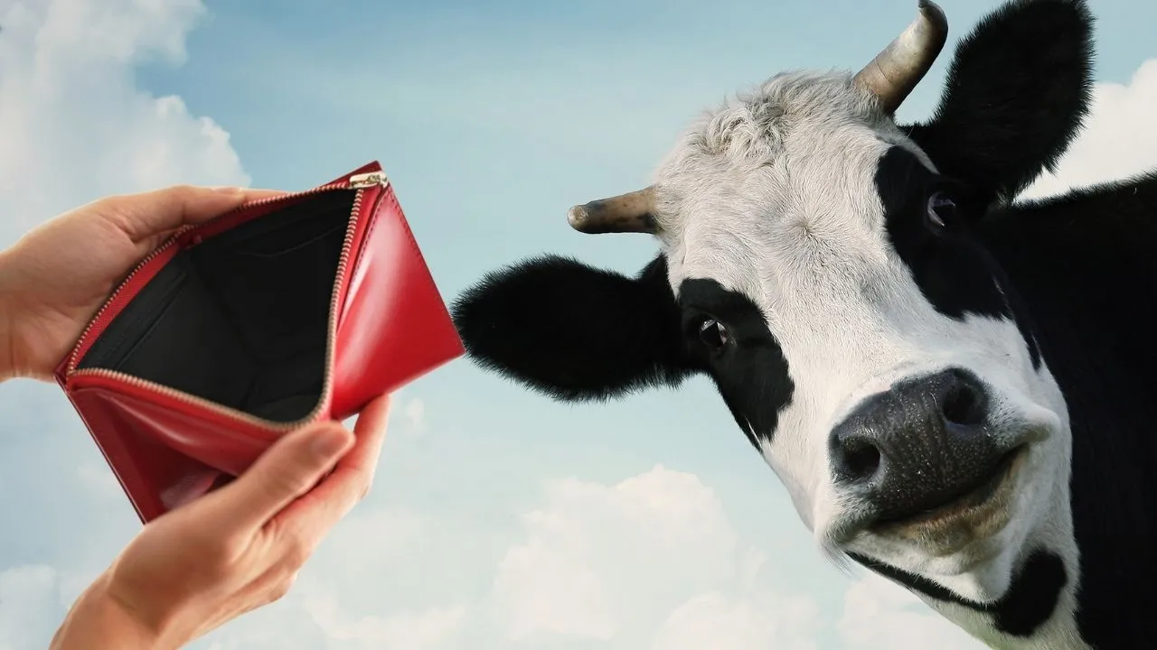 ¿Cómo es que mil dólares llegaron al estómago de una vaca? La historia detrás del curioso momento