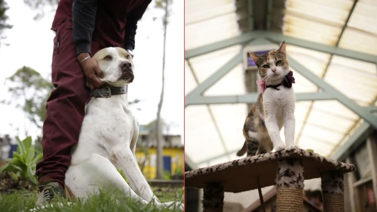 Separación y mascotas: qué hacer para garantizar el bienestar del animal
