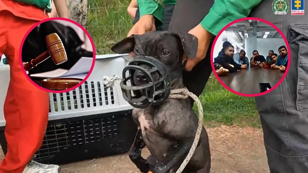 Condena pelea de perros La Calera Dura condena para personas que organizaron peleas de perros en La Calera: dos caninos murieron