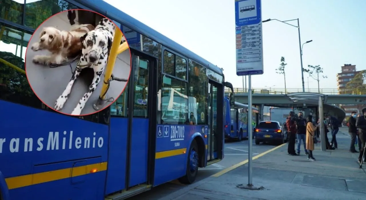 Polémica por transporte de mascotas en TransMilenio y Sitp en Bogotá Polémica por transporte de mascotas en TransMilenio y Sitp en Bogotá