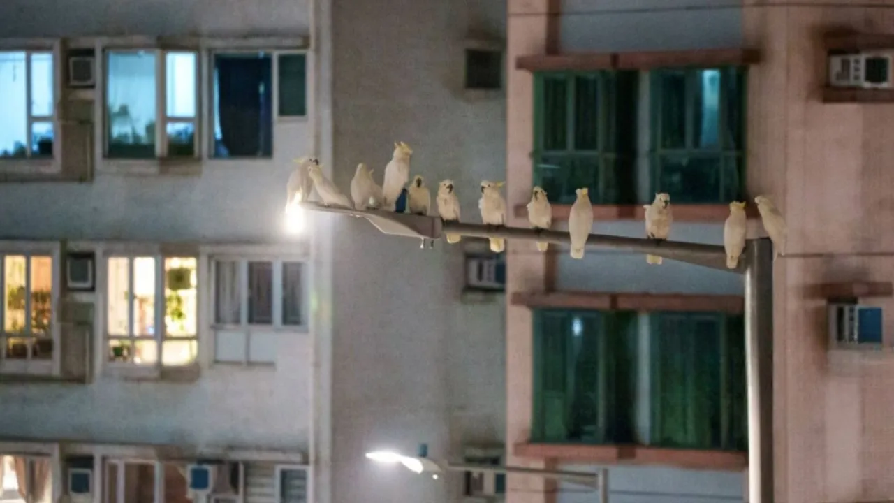 En Hong Kong, científicos construyen nidos artificiales para salvar a las aves. Imagen principal