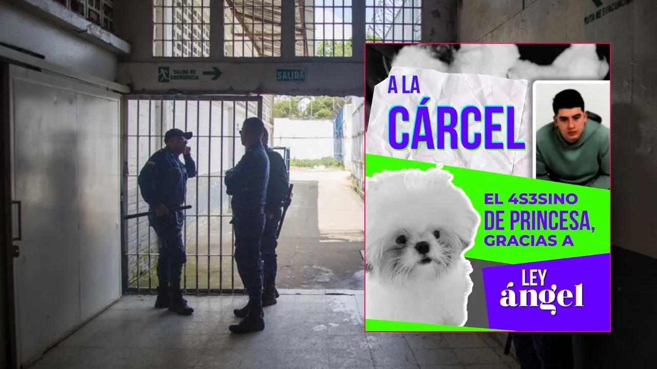 Enviaron a la cárcel a hombre que lanzó a perrita desde un octavo piso en Risaralda Justicia para Princesa: hombre que lanzó a perrita desde octavo piso fue enviado a la cárcel