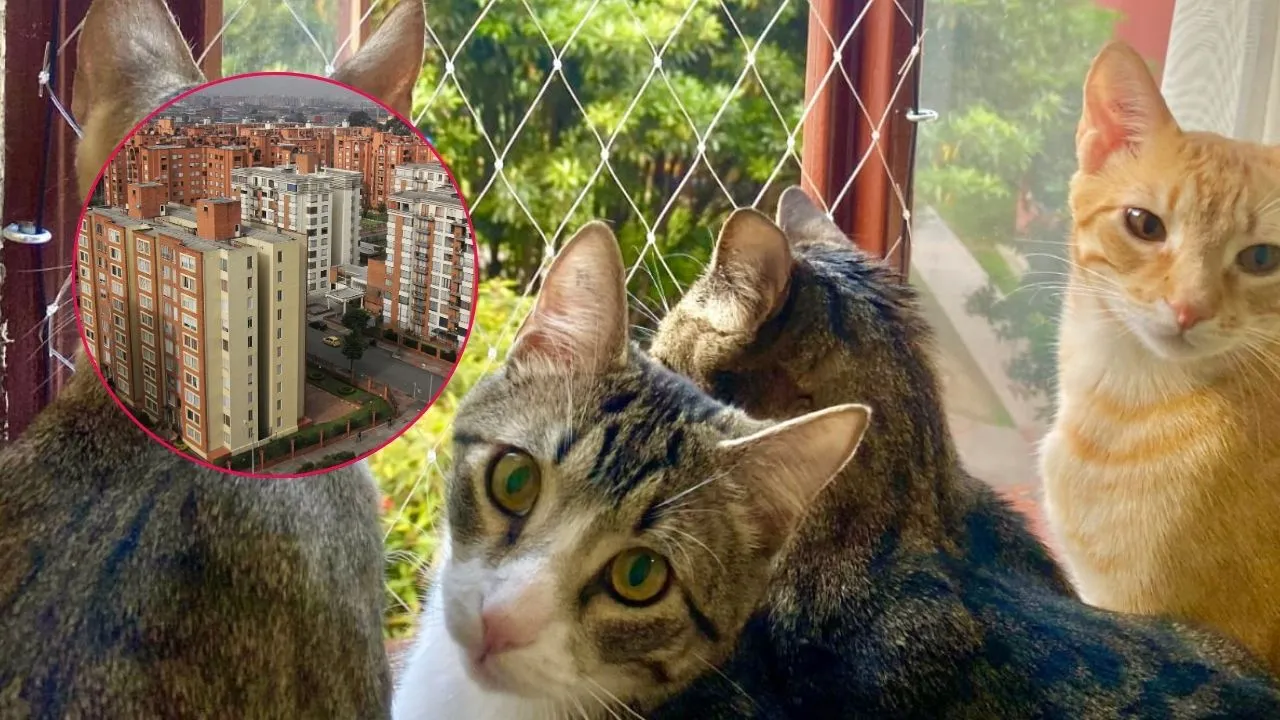 Gatos y perros deben ser protegidos ¿Mallas en balcones para proteger mascotas están prohibidas?: esto dice la Corte Constitucional