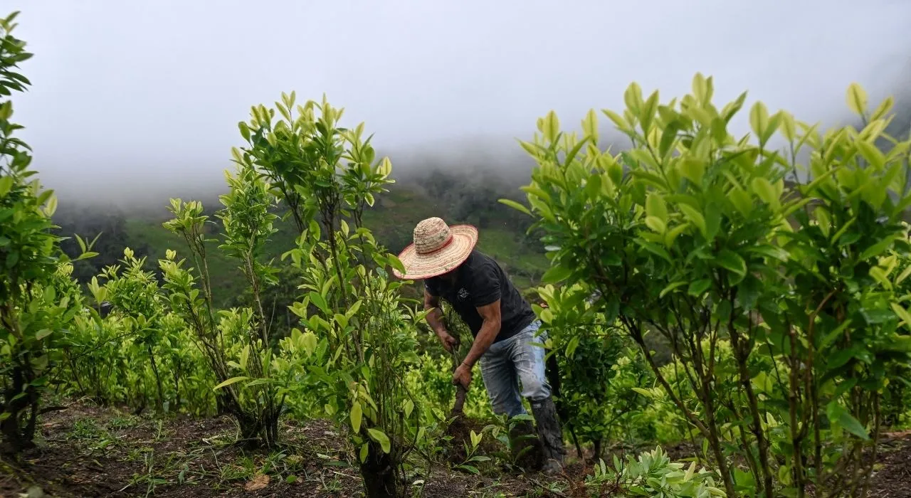¿Por qué la OMS cierra la puerta a Bolivia y Colombia? La hoja de coca seguirá catalogada como droga altamente peligrosa