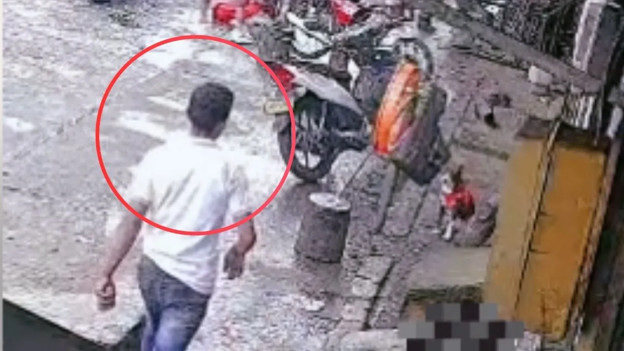 Hombre mató a un perro tras propinarle fuerte patada: lo hizo en medio de discusión con un Hombre mató a un perro tras propinarle fuerte patada: lo hizo en medio de discusión con una mujer