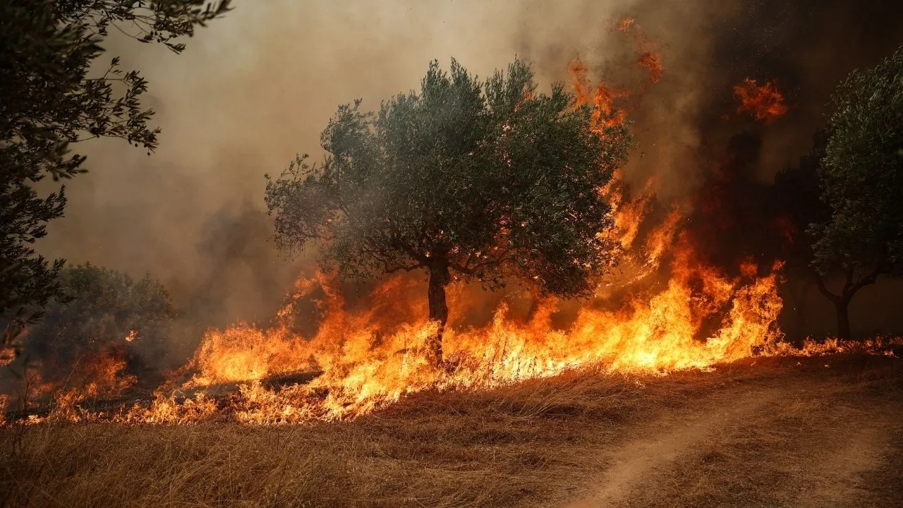 Incendios en el mundo: Estados Unidos y Grecia enfrentan una carrera contra el fuego. Balance de incendios forestales: Estados Unidos y Grecia continúan la lucha contra las llamas