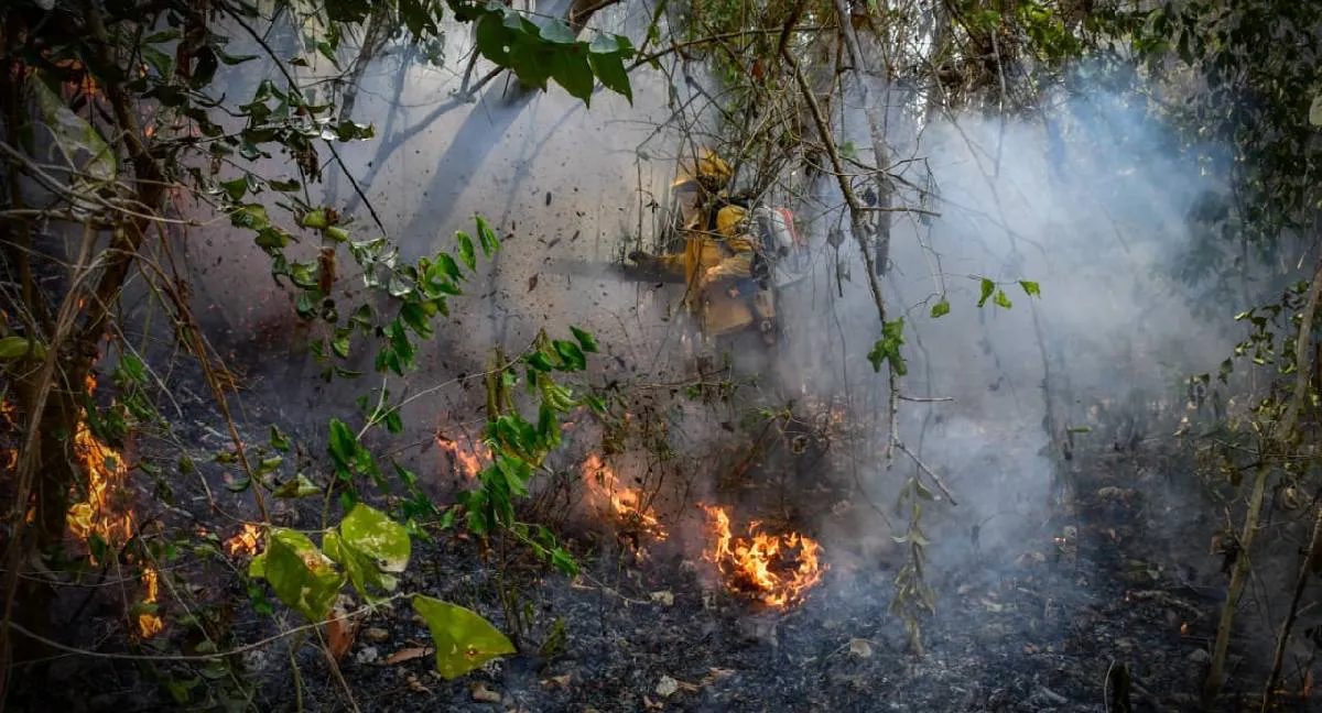 Incendios forestales Tolima Alarmante aumento de incendios forestales en Tolima: este es el llamado a la ciudadanía