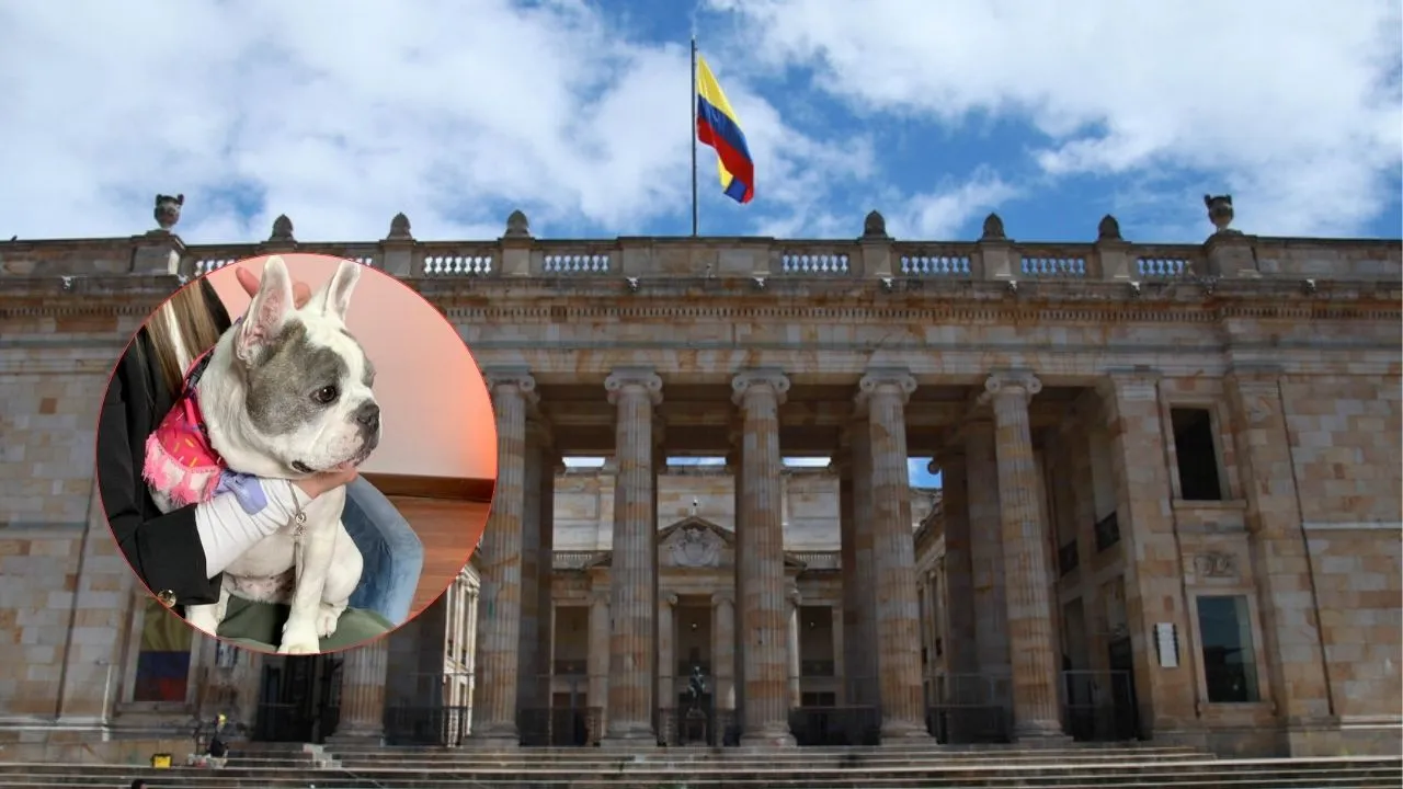 ¿Cuál es su ley? La historia detrás del proyecto de Ley Simona