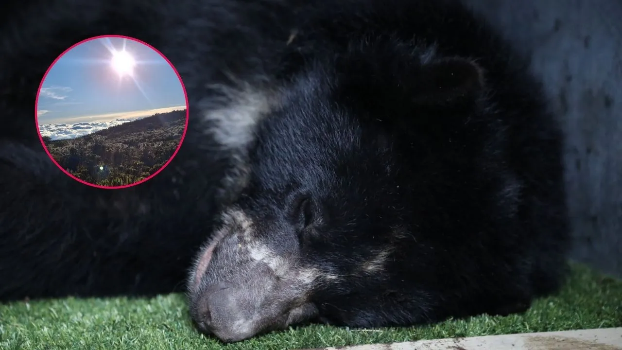 Este es el proceso para que Tamá regrese a su hábitat tras 11 años en rehabilitación