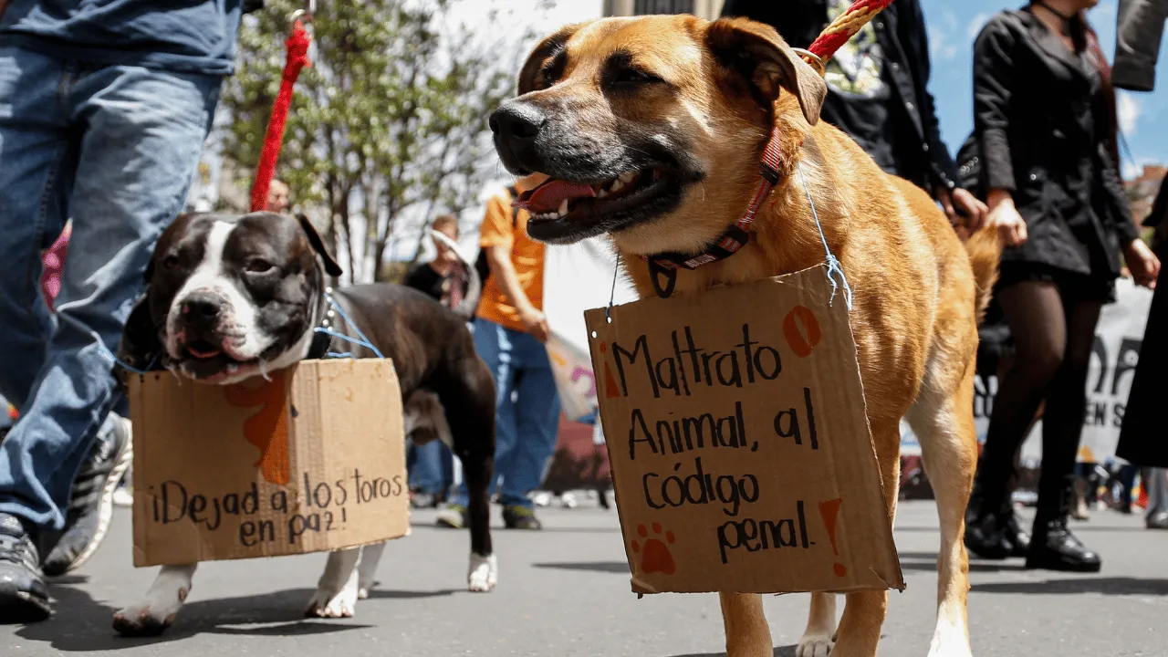 Manifestaciones en contra del maltrato animal. ¿Su municipio ignora a los animales abandonados? Ahora tiene cómo obligarlo a actuar