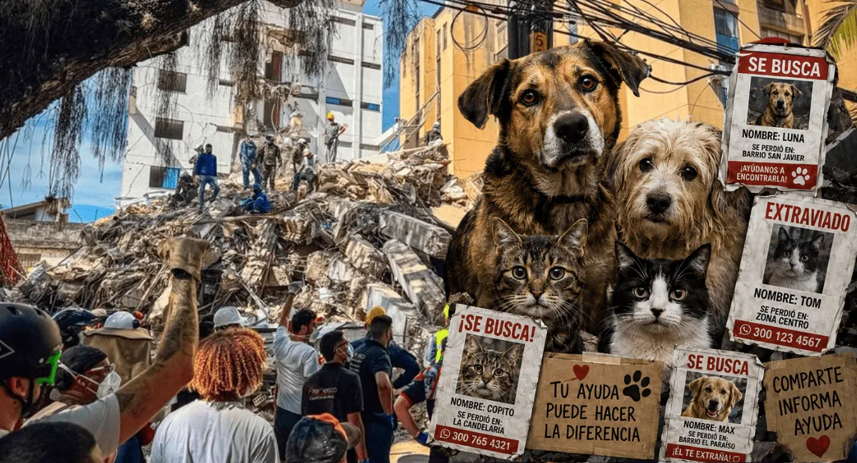 Mascotas desaparecidas tras temblor en Venezuela Mascotas perdidas durante el terremoto en Colombia: así puede reportarlas o encontrarlas
