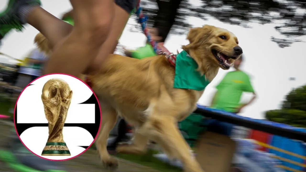 Mundial de Fútbol: 400 perros podrían encontrar hogar gracias a esta iniciativa. El Mundial 2026 se convierte en una oportunidad para que 400 perros encuentren un hogar