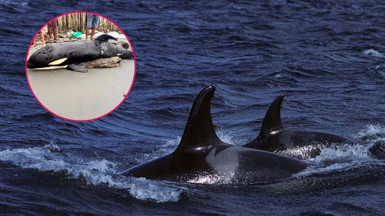 Orca hallada sin vida en playas de Moñitos, Córdoba. Desolador panorama: orca fue hallada sin vida en una playa de Colombia; investigan causas