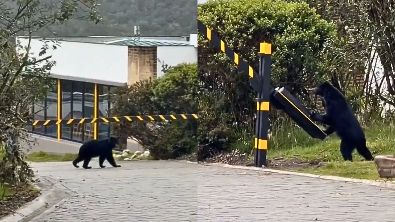 Oso de anteojos en La Calera. ¿Entró un oso andino a un conjunto residencial en La Calera? Esto dijo la CAR
