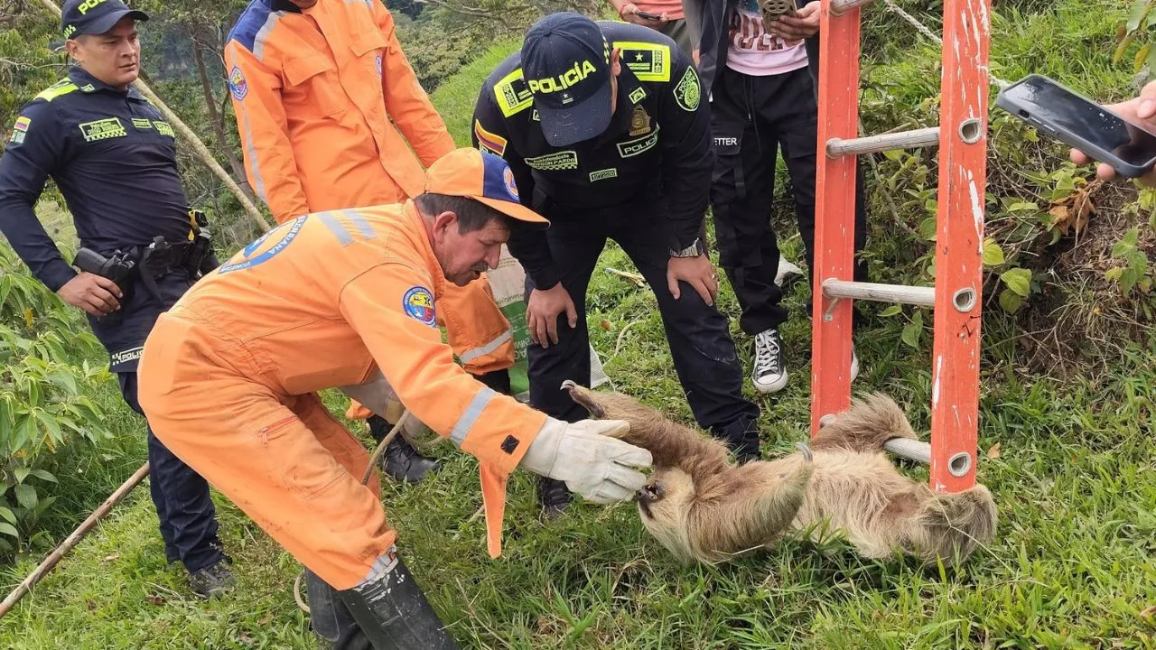 Oso perezoso rescatado Video | Así rescataron a un oso perezoso atrapado en una red eléctrica en Santander