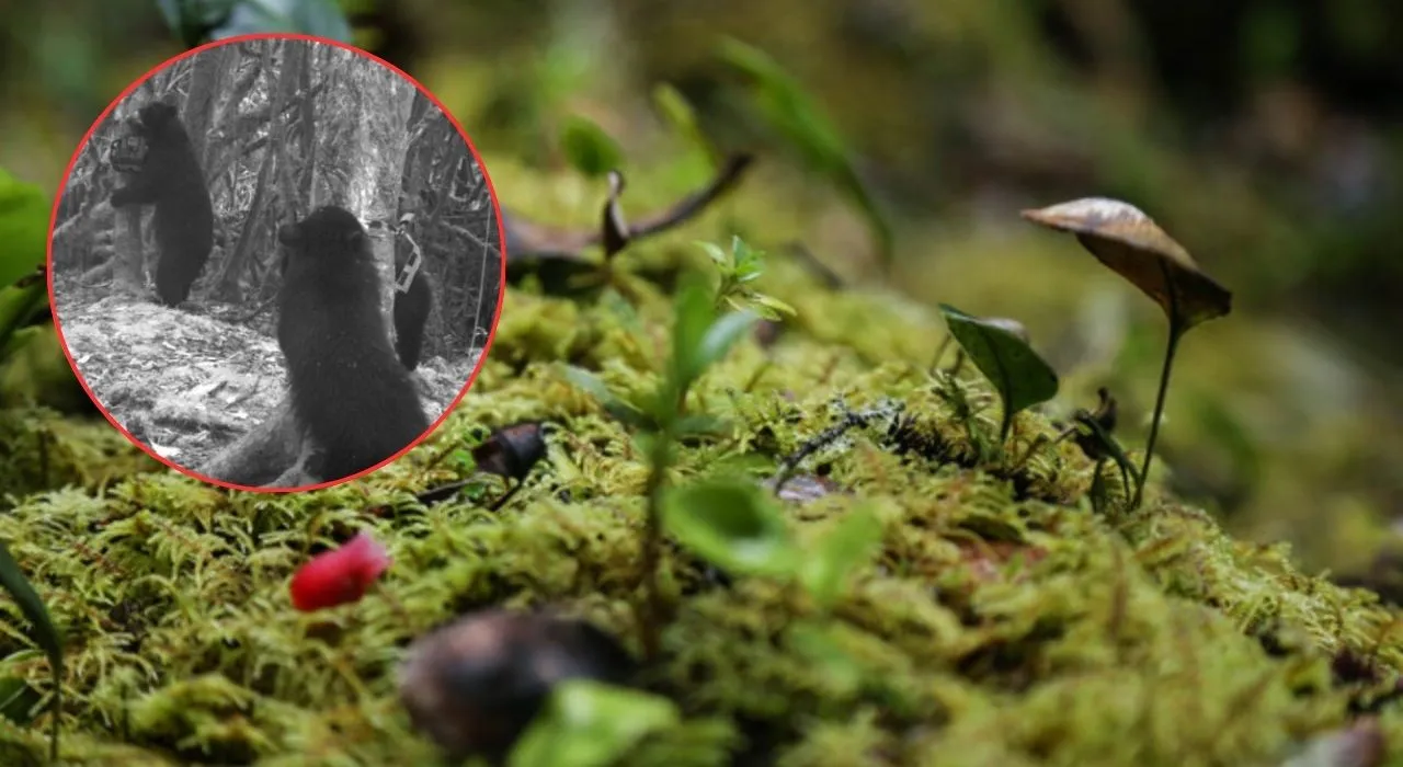 Osos al acecho: el gobierno japonés lanza un plan nacional tras récord de ataques Osos al acecho: el gobierno japonés lanza un plan nacional tras récord de ataques