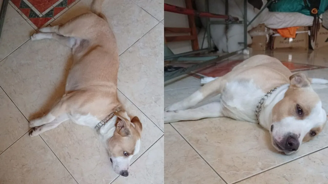 Perrito abandonado Denuncian abandono de un perrito en el norte de Bogotá: "lo dejaron en una cerca y se fueron"