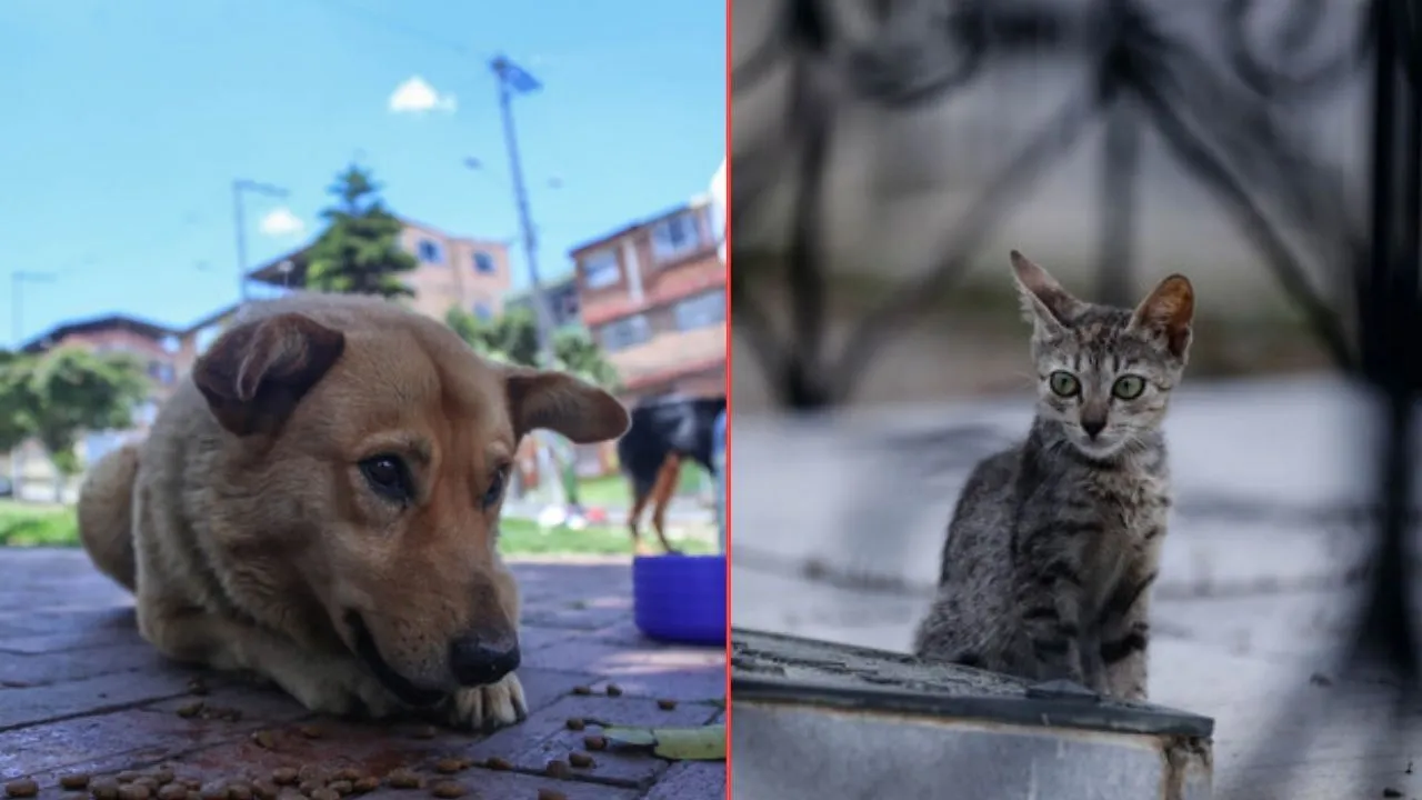 Proponen cédula animal para animales de compañía Imagen principal