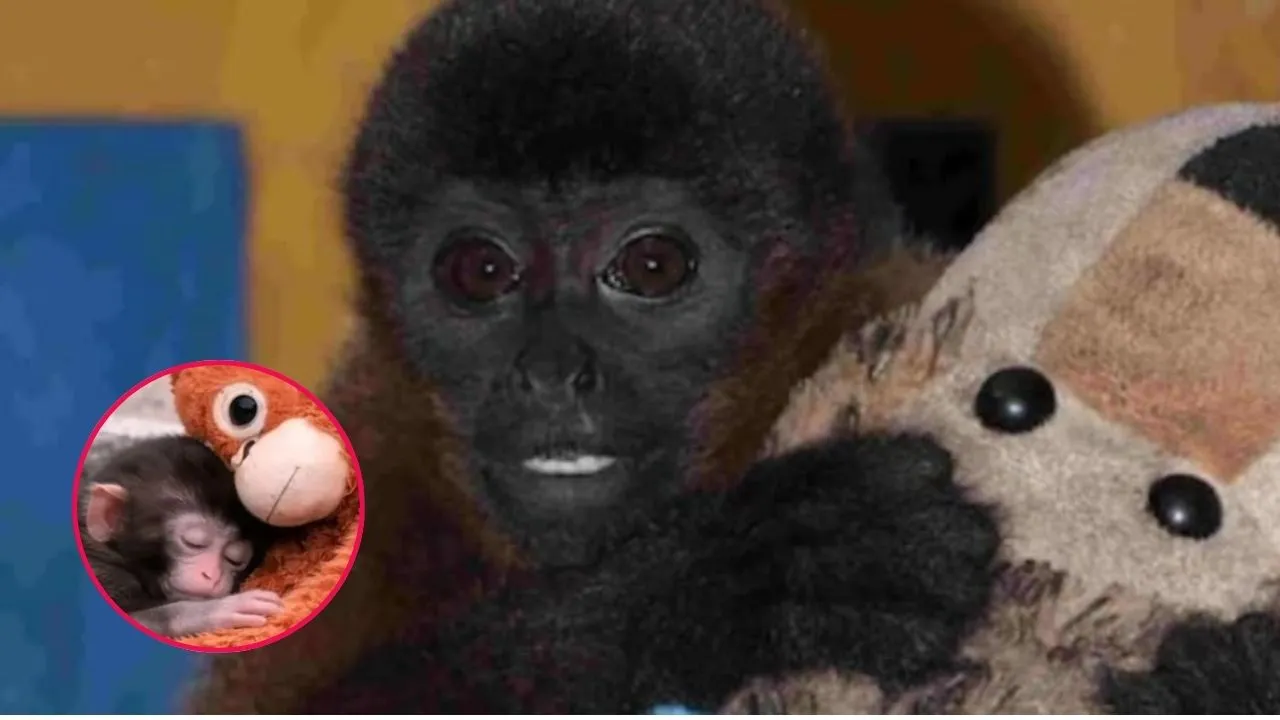 Imagen de la noticia