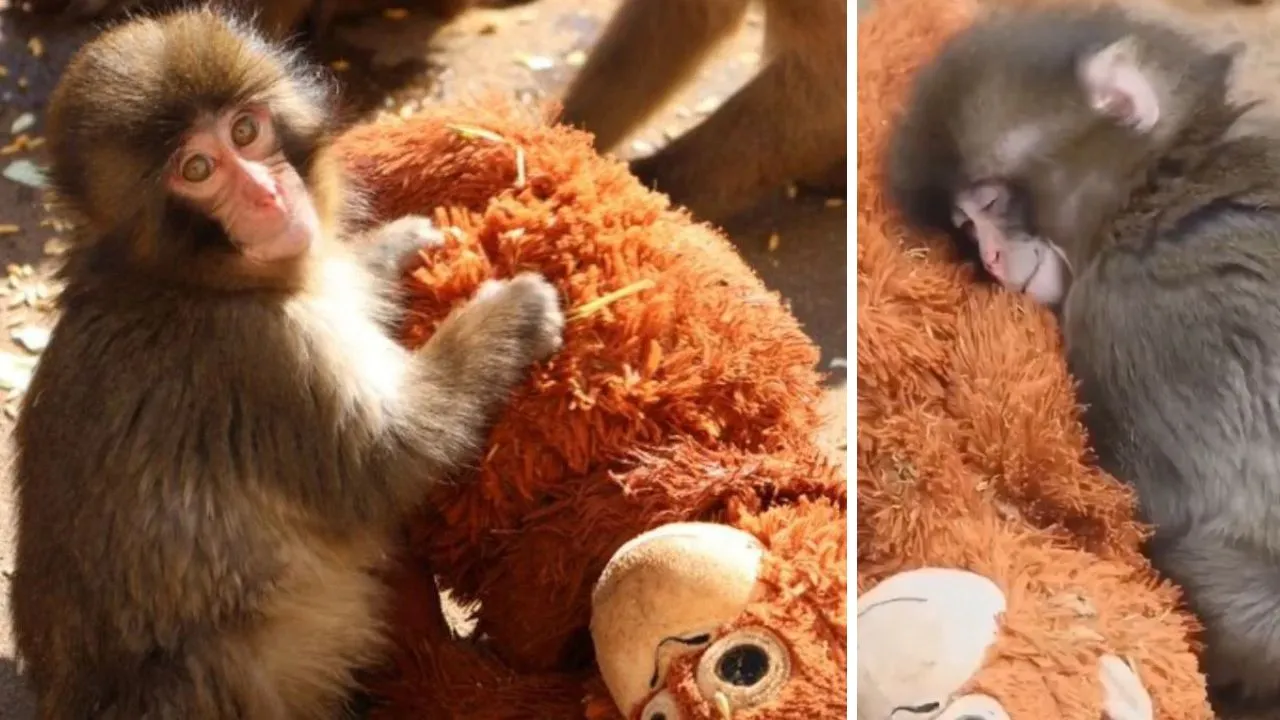 Imagen de la noticia