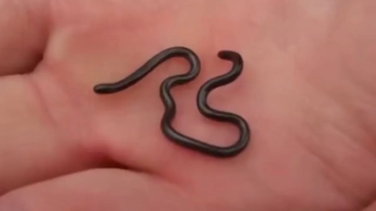 Reaparece la serpiente más pequeña del mundo: ¿dónde fue vista? Imagen principal