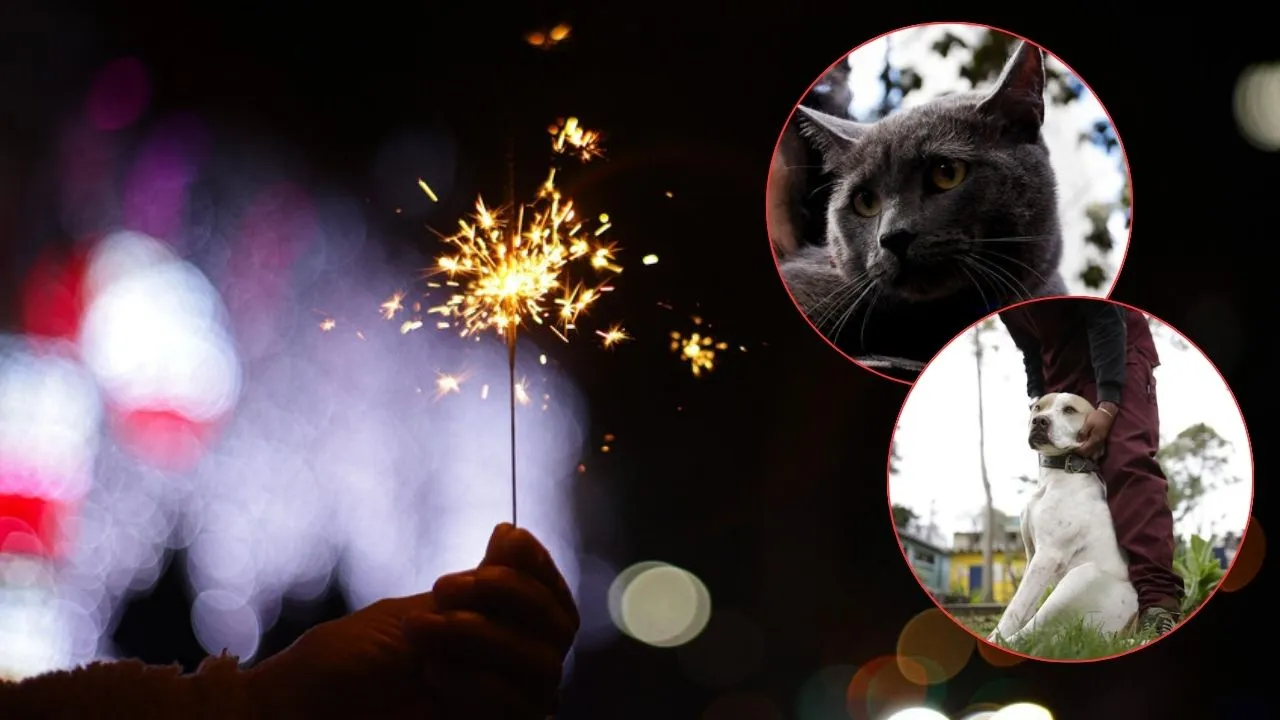 Guía experta: cómo cuidar a perros y gatos de la pólvora en Navidad y Año Nuevo