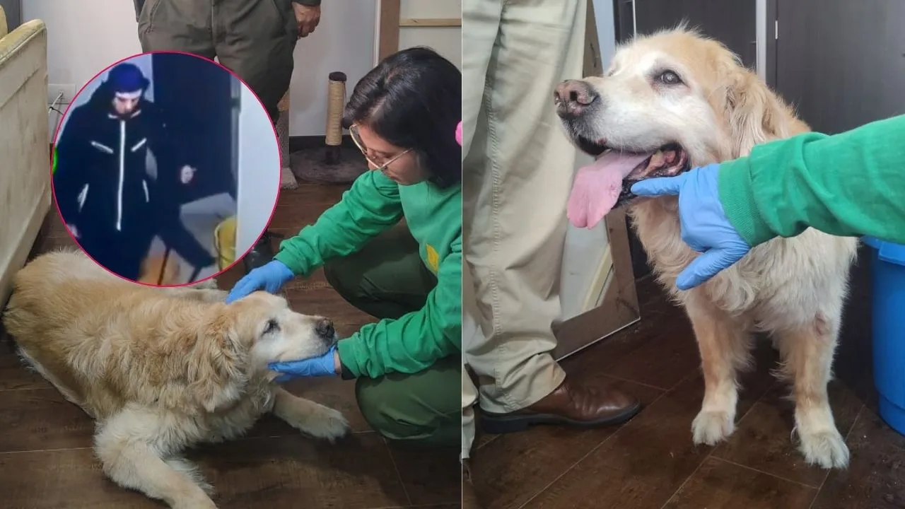 La trágica historia de Samantha, víctima de maltrato animal