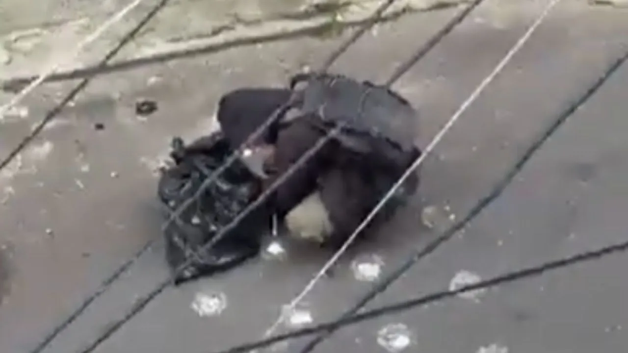 Imagen de la noticia