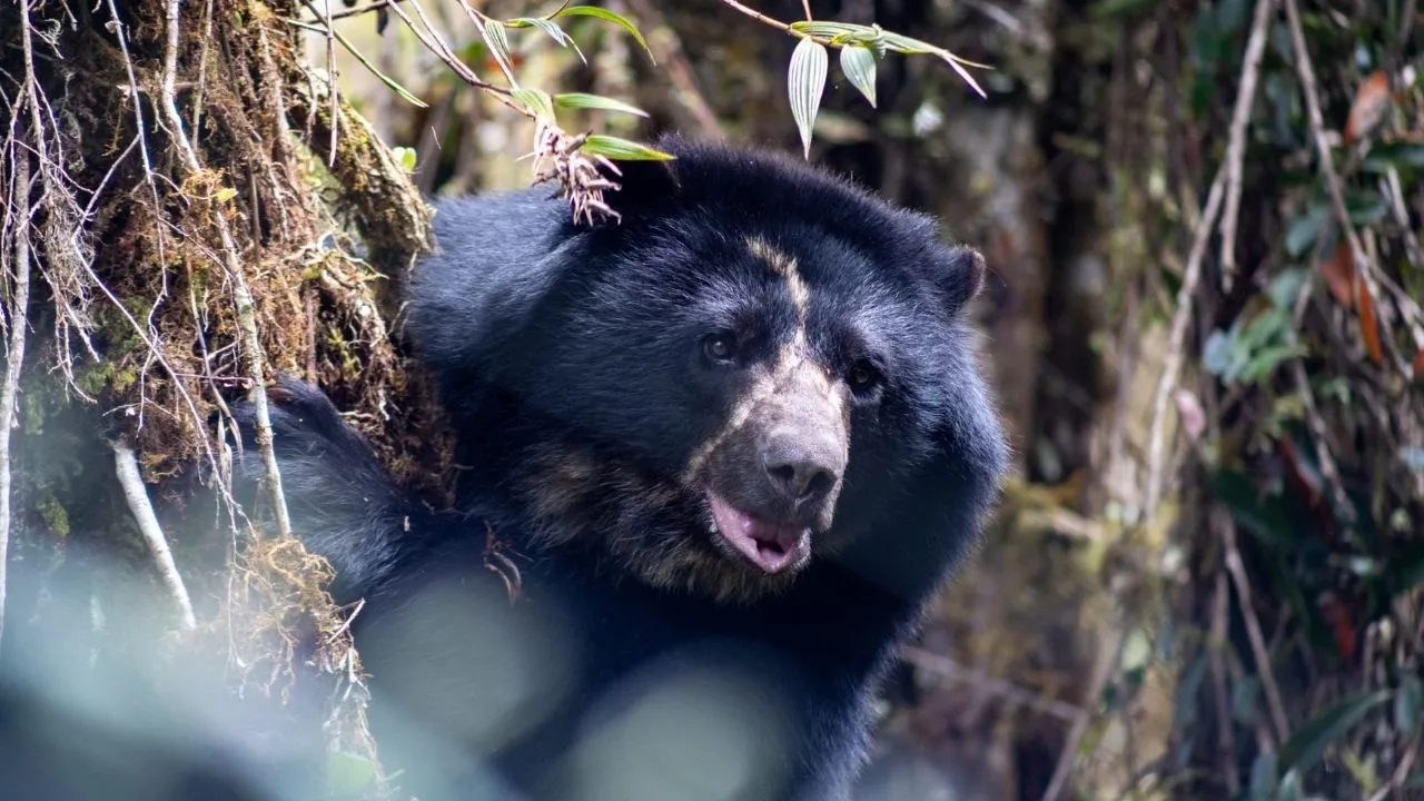 La muerte del oso Tamá entristece al país, ¿qué pasó? La muerte del oso Tamá entristece al país, ¿qué pasó?