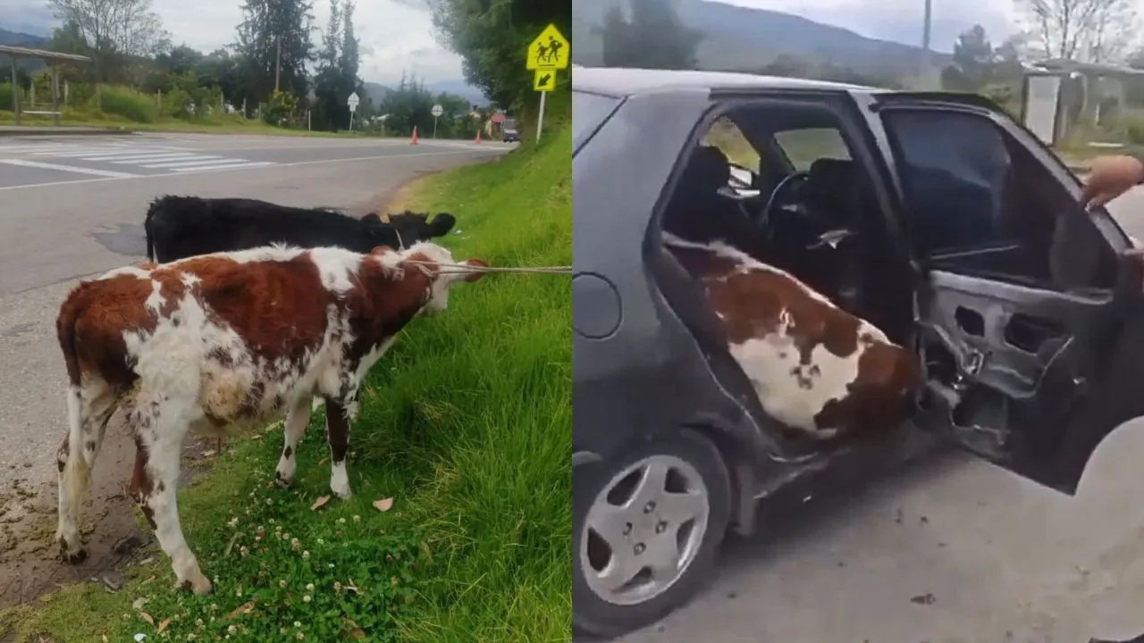 Terneros en un carro en Boyacá Video | Como si fueran pasajeros: así viajaban dos terneros en el asiento trasero de un carro
