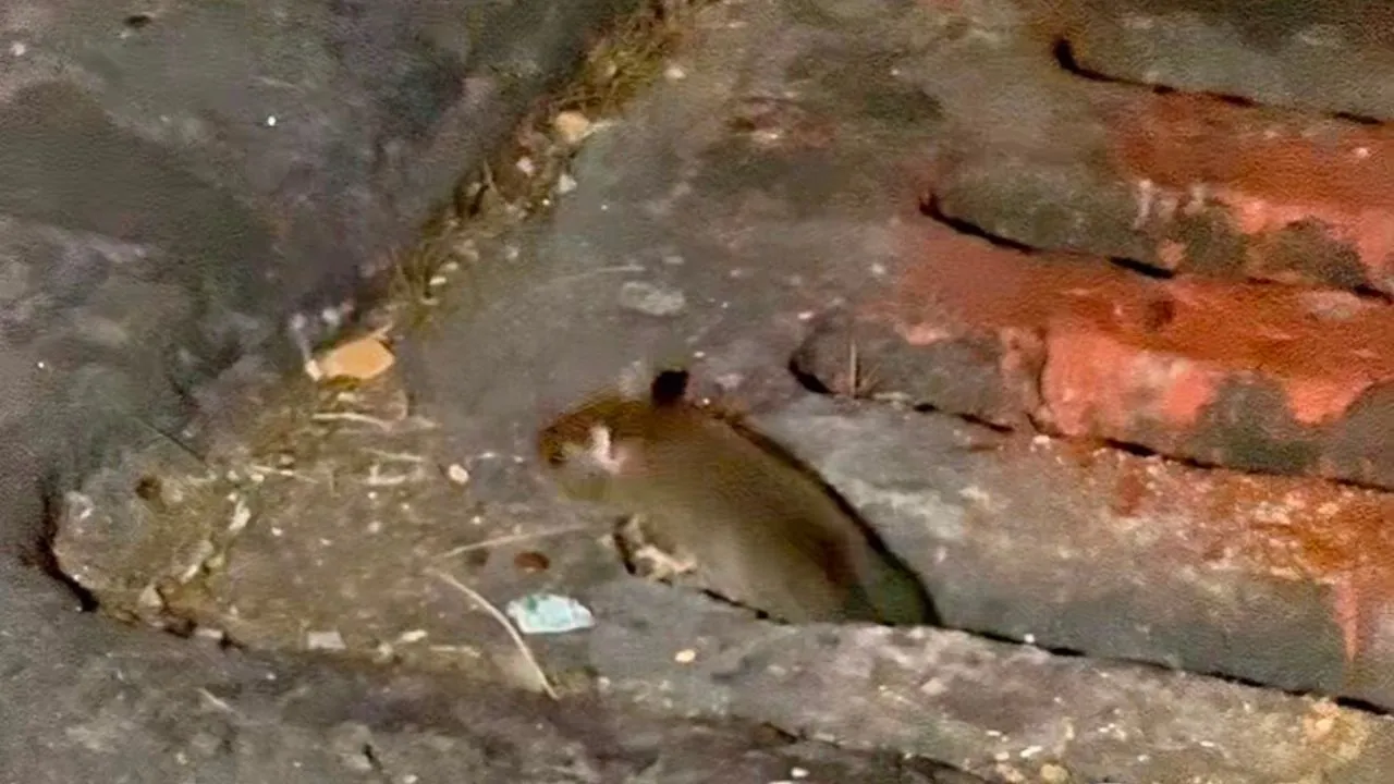 Una plaga causa terror entre comerciantes y residentes de un barrio de Bogotá. El barrio de la rumba y el fútbol de Bogotá que está infestado por una plaga que causa horror