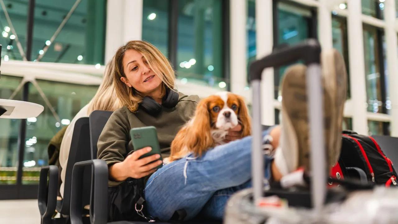 Viajar con mascota en avión Imagen principal